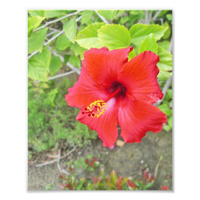 Red Hibiscus Gult stigma Fototryck (Framsidan)