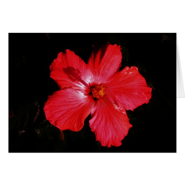Red Hibiscus Hälsningskort (Framsidan Horizontal)