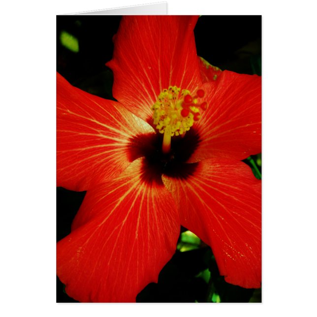 Red Hibiscus Hälsningskort (Framsidan)