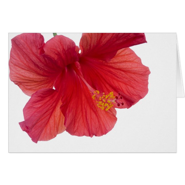 Red Hibiscus Hälsningskort (Framsidan Horizontal)