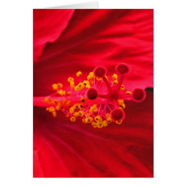 Red hibiscus hälsningskort (Framsidan)