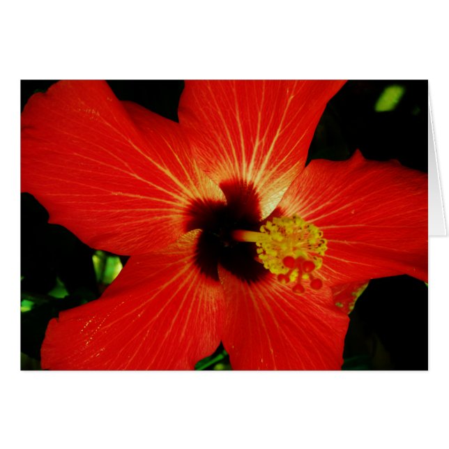 Red Hibiscus Hälsningskort (Framsidan Horizontal)