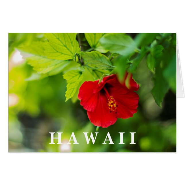 Red Hibiscus Hawaii Tropical Flower Hälsningskort (Framsidan Horizontal)