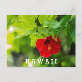 Red Hibiscus Hawaii Tropical Flower Vykort