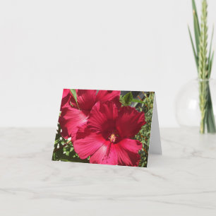 Red Hibiscus, innerplattor Kort