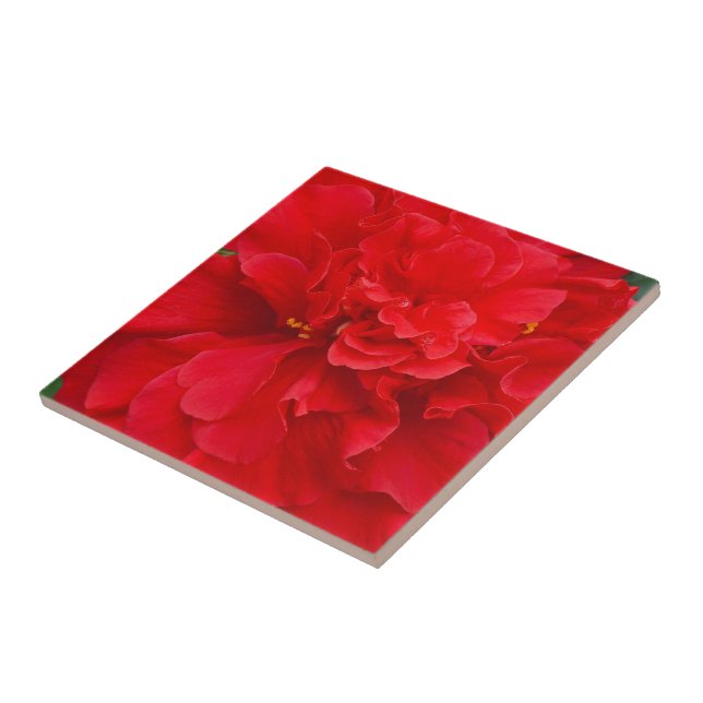 Red hibiscus kakelplatta (Sidan)