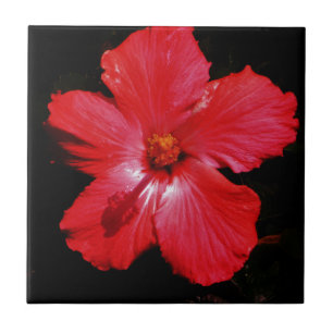 Red Hibiscus Kakelplatta