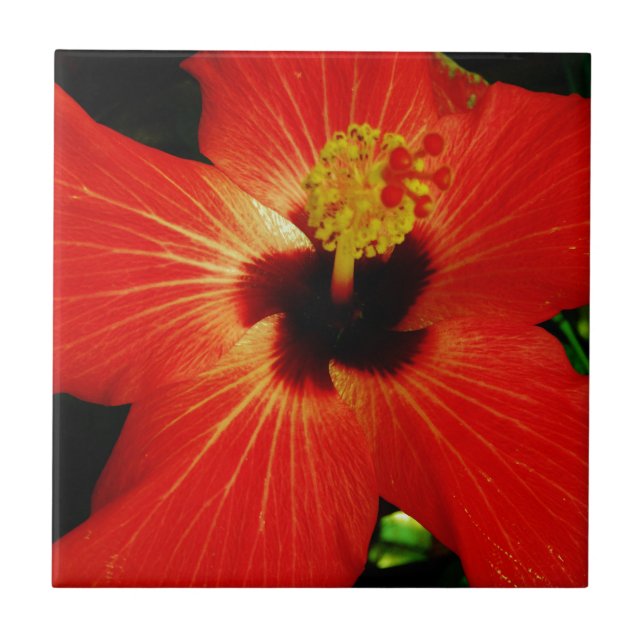 Red Hibiscus Kakelplatta (Framsidan)