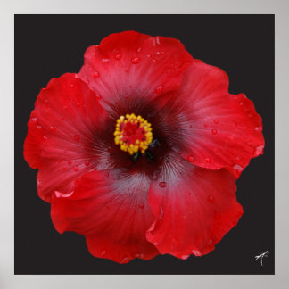 Red Hibiscus; Kanvastryck Poster