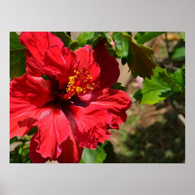 Red Hibiscus Kanvastryck Poster (Framsidan)