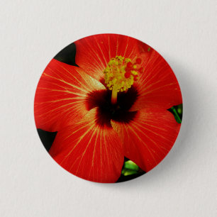 Red Hibiscus Knapp