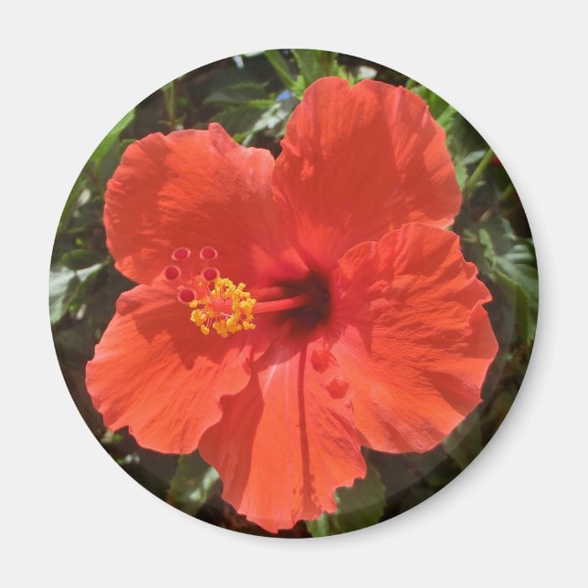 Red hibiscus magnet (Framsidan)