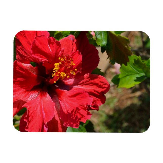 Red Hibiscus Magnet (Horisontell)