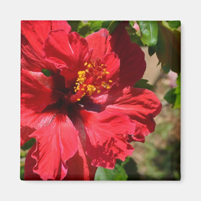 Red Hibiscus Magnet (Framsidan)
