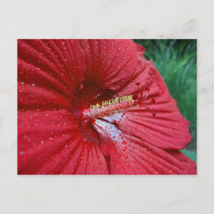Red Hibiscus med regndroppar Vykort