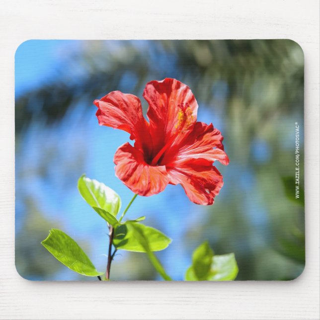 Red Hibiscus Musmatta (Framsidan)