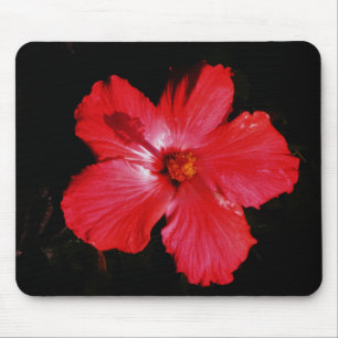 Red Hibiscus Musmatta