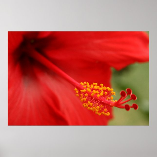 Red Hibiscus Poster (Framsidan)