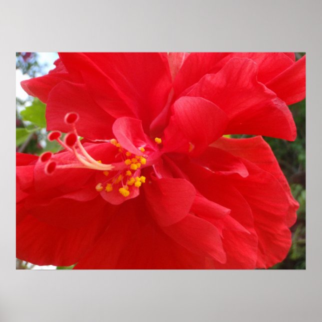 Red Hibiscus Poster (Framsidan)