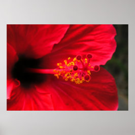 Red hibiscus poster