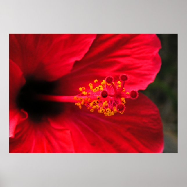 Red hibiscus poster (Framsidan)