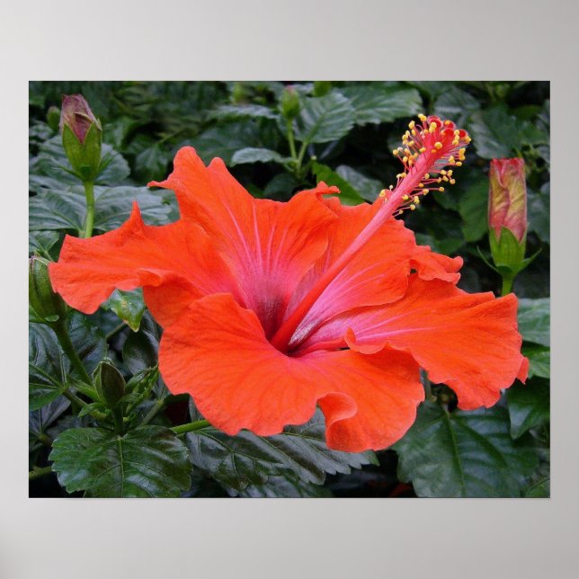 Red hibiscus poster (Framsidan)