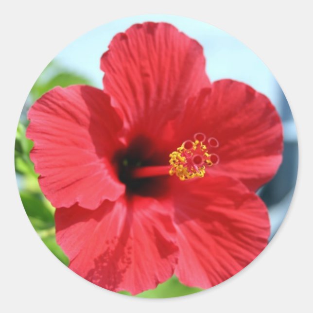 Red Hibiscus Sticker Runt Klistermärke (Framsida)