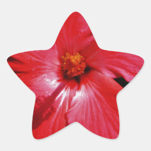 Red Hibiscus Stjärnformat Klistermärke