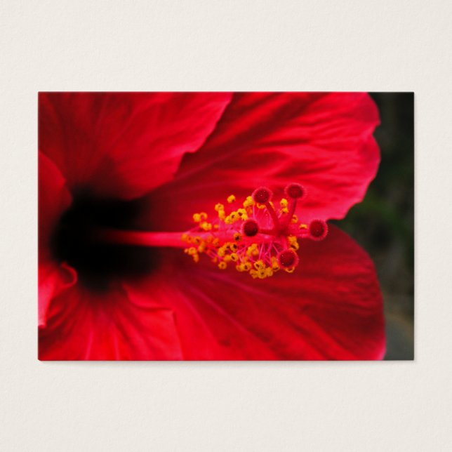 Red hibiscus visitkort (Framsidan)