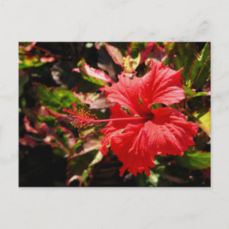 Red Hibiscus Vykort