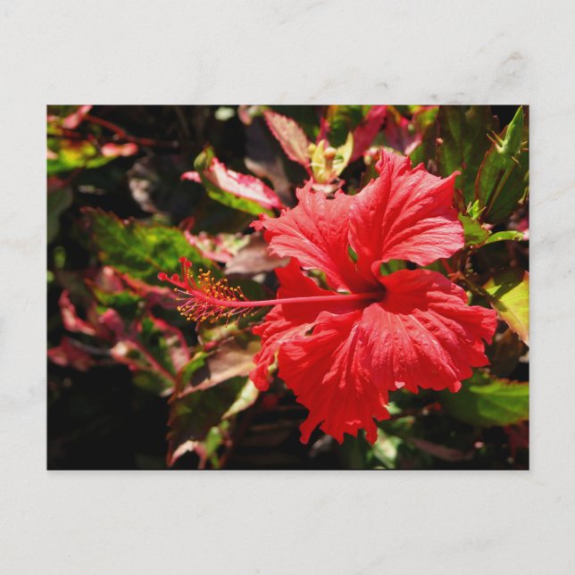 Red Hibiscus Vykort (Framsida)