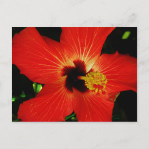 Red Hibiscus Vykort