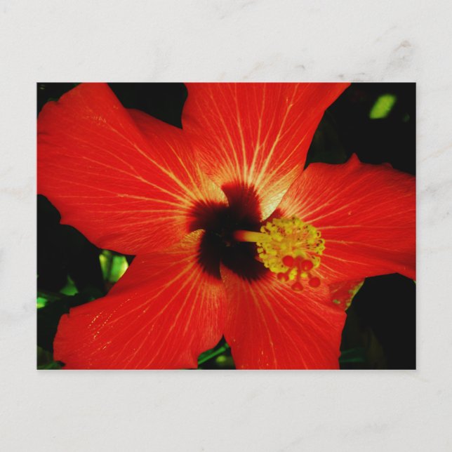 Red Hibiscus Vykort (Framsida)