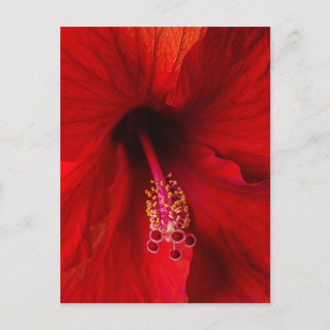 Red Hibiscus Vykort (Framsida)