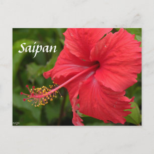 Red Hibiscus Vykort