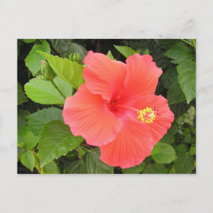 Red Hibiscus Vykort