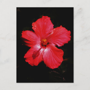 Red Hibiscus Vykort