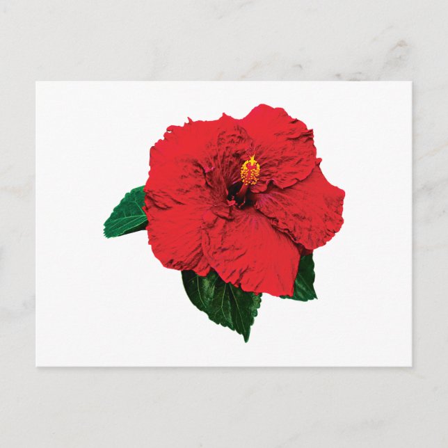Red Hibiscus Vykort (Framsida)