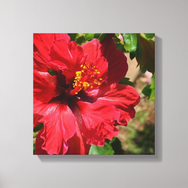 Red Hibiscus Wrapped Canvas (Framsida)