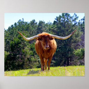 Red-Hjärn Texas Longhorn Poster