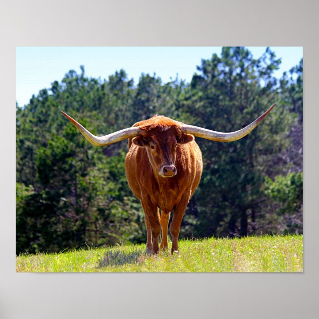 Red-Hjärn Texas Longhorn Poster (Framsidan)