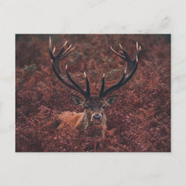 Red Hjort Amidst Bracken Postcard Vykort