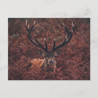 Red Hjort Amidst Bracken Postcard Vykort