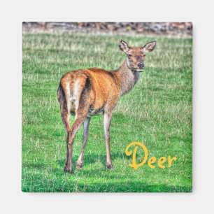 Red Hjort & Fält Wildlife Animal Design Magnet