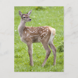 Red Hjort Fawn vycard Vykort