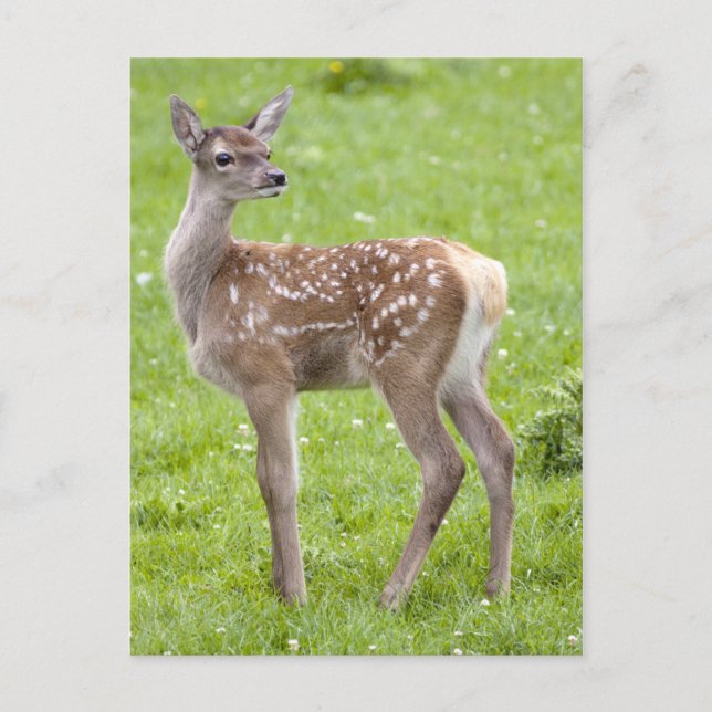Red Hjort Fawn vycard Vykort (Framsida)