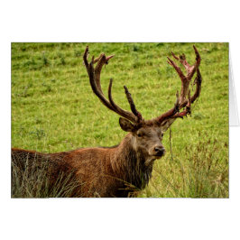 Red Hjort Stag Hälsningskort
