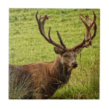 Red Hjort Stag
