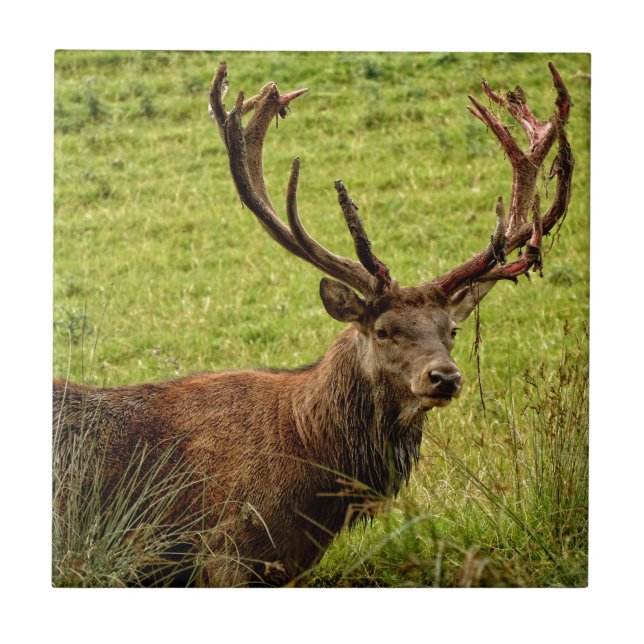 Red Hjort Stag Kakelplatta (Framsidan)