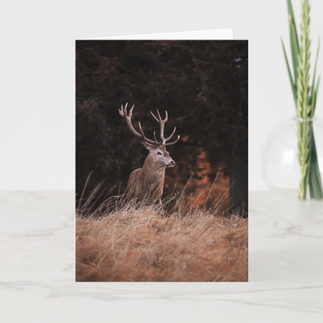Red Hjort Stag Kort (Framsida)